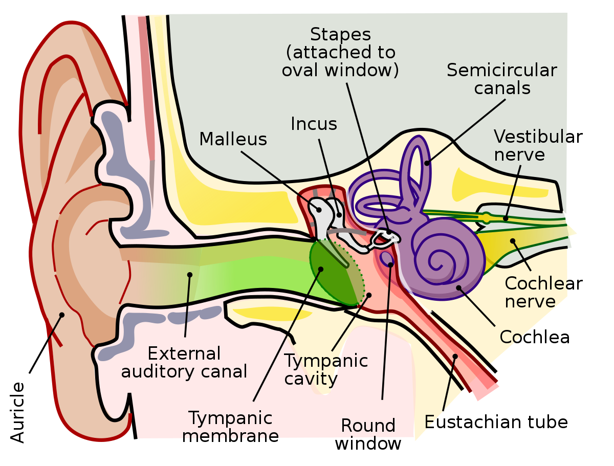 ear - SYRINGING OF THE EAR - Dr. Meenesh Juvekar - ENT Specialist